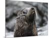 An adult Galapagos fur seal (Arctocephalus galapagoensis), Santiago Island, Galapagos, Ecuador-Michael Nolan-Mounted Photographic Print