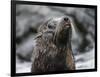 An adult Galapagos fur seal (Arctocephalus galapagoensis), Santiago Island, Galapagos, Ecuador-Michael Nolan-Framed Photographic Print