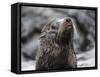 An adult Galapagos fur seal (Arctocephalus galapagoensis), Santiago Island, Galapagos, Ecuador-Michael Nolan-Framed Stretched Canvas