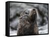 An adult Galapagos fur seal (Arctocephalus galapagoensis), Santiago Island, Galapagos, Ecuador-Michael Nolan-Framed Stretched Canvas