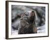 An adult Galapagos fur seal (Arctocephalus galapagoensis), Santiago Island, Galapagos, Ecuador-Michael Nolan-Framed Photographic Print