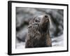 An adult Galapagos fur seal (Arctocephalus galapagoensis), Santiago Island, Galapagos, Ecuador-Michael Nolan-Framed Photographic Print