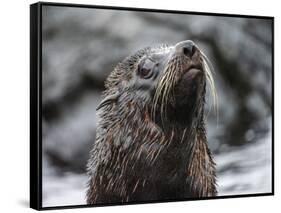 An adult Galapagos fur seal (Arctocephalus galapagoensis), Santiago Island, Galapagos, Ecuador-Michael Nolan-Framed Stretched Canvas