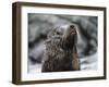 An adult Galapagos fur seal (Arctocephalus galapagoensis), Santiago Island, Galapagos, Ecuador-Michael Nolan-Framed Photographic Print