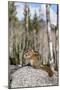 An Adult Golden-Mantled Ground Squirrel (Callospermophilus Lateralis) Feeding-Michael Nolan-Mounted Photographic Print