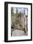 An Adult Golden-Mantled Ground Squirrel (Callospermophilus Lateralis) Feeding-Michael Nolan-Framed Photographic Print