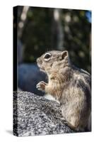 An Adult Golden-Mantled Ground Squirrel (Callospermophilus Lateralis)-Michael Nolan-Stretched Canvas
