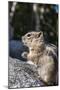 An Adult Golden-Mantled Ground Squirrel (Callospermophilus Lateralis)-Michael Nolan-Mounted Photographic Print