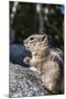 An Adult Golden-Mantled Ground Squirrel (Callospermophilus Lateralis)-Michael Nolan-Mounted Photographic Print