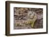 An Adult Golden-Mantled Ground Squirrel (Callospermophilus Lateralis)-Michael Nolan-Framed Photographic Print