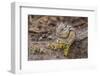 An Adult Golden-Mantled Ground Squirrel (Callospermophilus Lateralis)-Michael Nolan-Framed Photographic Print