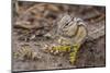 An Adult Golden-Mantled Ground Squirrel (Callospermophilus Lateralis)-Michael Nolan-Mounted Photographic Print