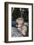 An Adult Golden-Mantled Ground Squirrel (Callospermophilus Lateralis)-Michael Nolan-Framed Photographic Print