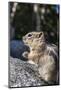 An Adult Golden-Mantled Ground Squirrel (Callospermophilus Lateralis)-Michael Nolan-Mounted Photographic Print