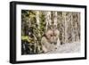 An Adult Golden-Mantled Ground Squirrel-Michael Nolan-Framed Photographic Print