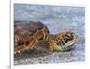 An adult green sea turtle (Chelonia mydas) in its orange morph, Fernandina Island, Galapagos-Michael Nolan-Framed Photographic Print