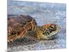 An adult green sea turtle (Chelonia mydas) in its orange morph, Fernandina Island, Galapagos-Michael Nolan-Mounted Photographic Print