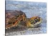 An adult green sea turtle (Chelonia mydas) in its orange morph, Fernandina Island, Galapagos-Michael Nolan-Stretched Canvas