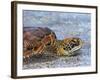 An adult green sea turtle (Chelonia mydas) in its orange morph, Fernandina Island, Galapagos-Michael Nolan-Framed Photographic Print