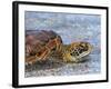 An adult green sea turtle (Chelonia mydas) in its orange morph, Fernandina Island, Galapagos-Michael Nolan-Framed Photographic Print