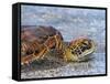 An adult green sea turtle (Chelonia mydas) in its orange morph, Fernandina Island, Galapagos-Michael Nolan-Framed Stretched Canvas