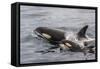 An Adult Killer Whale (Orcinus Orca) Surfaces Next to a Calf Off the Cumberland Peninsula-Michael Nolan-Framed Stretched Canvas