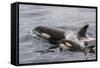 An Adult Killer Whale (Orcinus Orca) Surfaces Next to a Calf Off the Cumberland Peninsula-Michael Nolan-Framed Stretched Canvas