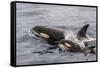An Adult Killer Whale (Orcinus Orca) Surfaces Next to a Calf Off the Cumberland Peninsula-Michael Nolan-Framed Stretched Canvas