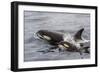 An Adult Killer Whale (Orcinus Orca) Surfaces Next to a Calf Off the Cumberland Peninsula-Michael Nolan-Framed Photographic Print