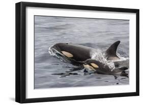 An Adult Killer Whale (Orcinus Orca) Surfaces Next to a Calf Off the Cumberland Peninsula-Michael Nolan-Framed Photographic Print