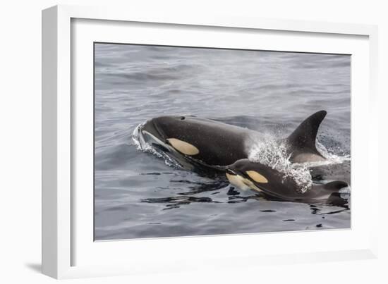 An Adult Killer Whale (Orcinus Orca) Surfaces Next to a Calf Off the Cumberland Peninsula-Michael Nolan-Framed Photographic Print