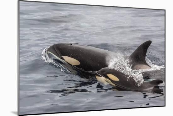 An Adult Killer Whale (Orcinus Orca) Surfaces Next to a Calf Off the Cumberland Peninsula-Michael Nolan-Mounted Photographic Print