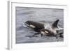 An Adult Killer Whale (Orcinus Orca) Surfaces Next to a Calf Off the Cumberland Peninsula-Michael Nolan-Framed Photographic Print