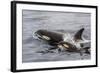 An Adult Killer Whale (Orcinus Orca) Surfaces Next to a Calf Off the Cumberland Peninsula-Michael Nolan-Framed Photographic Print