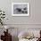 An Adult Killer Whale (Orcinus Orca) Surfaces Next to a Calf Off the Cumberland Peninsula-Michael Nolan-Framed Photographic Print displayed on a wall