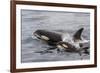 An Adult Killer Whale (Orcinus Orca) Surfaces Next to a Calf Off the Cumberland Peninsula-Michael Nolan-Framed Photographic Print