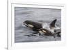 An Adult Killer Whale (Orcinus Orca) Surfaces Next to a Calf Off the Cumberland Peninsula-Michael Nolan-Framed Photographic Print