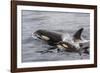 An Adult Killer Whale (Orcinus Orca) Surfaces Next to a Calf Off the Cumberland Peninsula-Michael Nolan-Framed Photographic Print