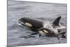 An Adult Killer Whale (Orcinus Orca) Surfaces Next to a Calf Off the Cumberland Peninsula-Michael Nolan-Mounted Photographic Print
