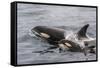 An Adult Killer Whale (Orcinus Orca) Surfaces Next to a Calf Off the Cumberland Peninsula-Michael Nolan-Framed Stretched Canvas