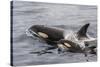 An Adult Killer Whale (Orcinus Orca) Surfaces Next to a Calf Off the Cumberland Peninsula-Michael Nolan-Stretched Canvas