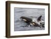 An Adult Killer Whale (Orcinus Orca) Surfaces Next to a Calf Off the Cumberland Peninsula-Michael Nolan-Framed Photographic Print