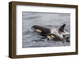 An Adult Killer Whale (Orcinus Orca) Surfaces Next to a Calf Off the Cumberland Peninsula-Michael Nolan-Framed Photographic Print