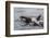 An Adult Killer Whale (Orcinus Orca) Surfaces Next to a Calf Off the Cumberland Peninsula-Michael Nolan-Framed Photographic Print