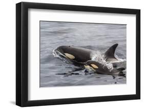 An Adult Killer Whale (Orcinus Orca) Surfaces Next to a Calf Off the Cumberland Peninsula-Michael Nolan-Framed Photographic Print