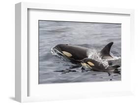 An Adult Killer Whale (Orcinus Orca) Surfaces Next to a Calf Off the Cumberland Peninsula-Michael Nolan-Framed Photographic Print