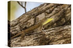 An Adult Male Flying Dragon (Draco Spp)-Michael Nolan-Stretched Canvas