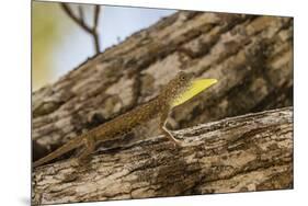 An Adult Male Flying Dragon (Draco Spp)-Michael Nolan-Mounted Photographic Print