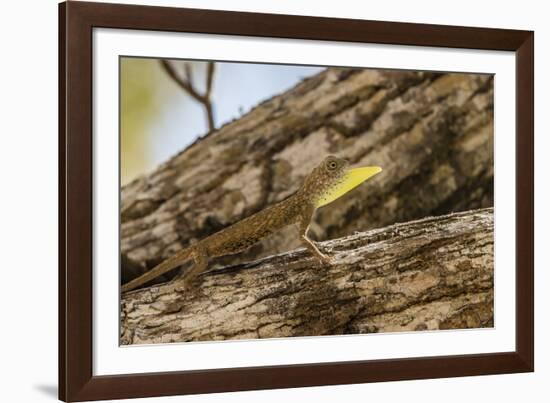 An Adult Male Flying Dragon (Draco Spp)-Michael Nolan-Framed Photographic Print