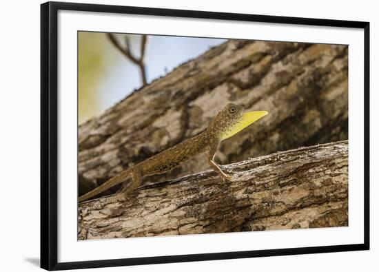 An Adult Male Flying Dragon (Draco Spp)-Michael Nolan-Framed Photographic Print